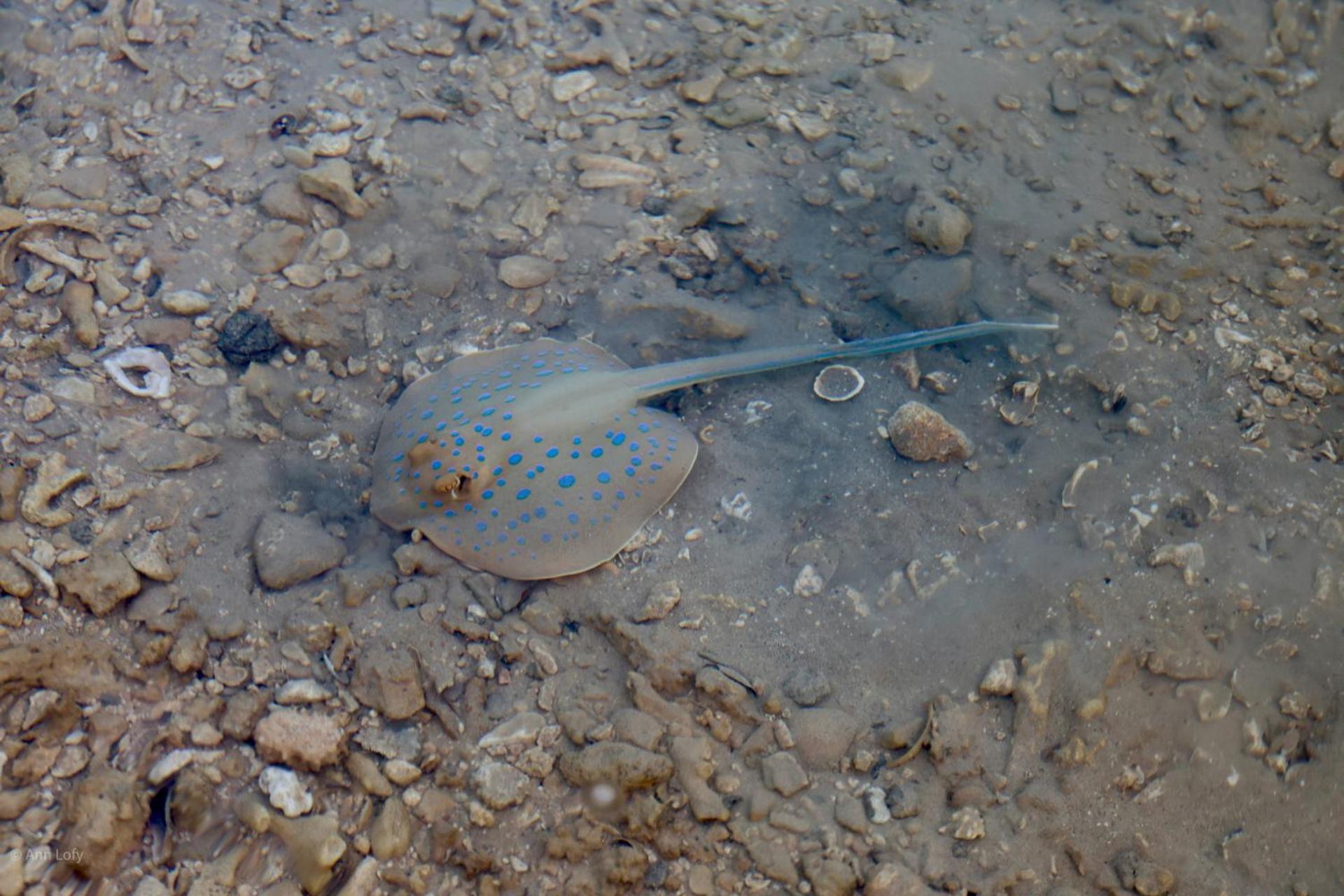 Campsite Sharm El Naga And Diving Center Hurghada